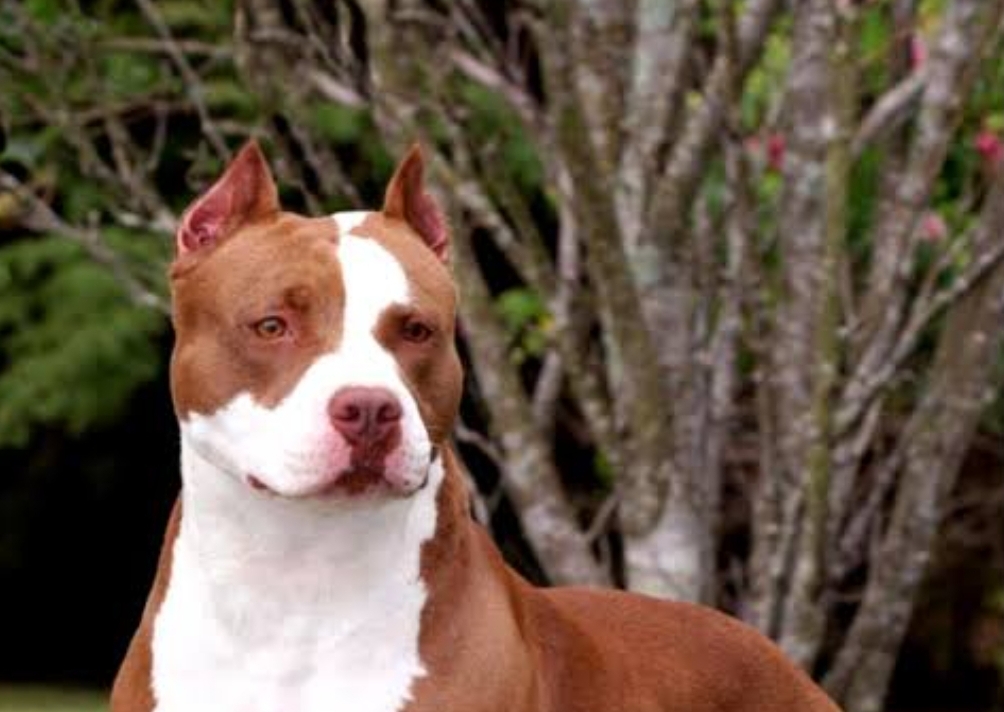 Pitbull ataca e mata bebê em Goiânia