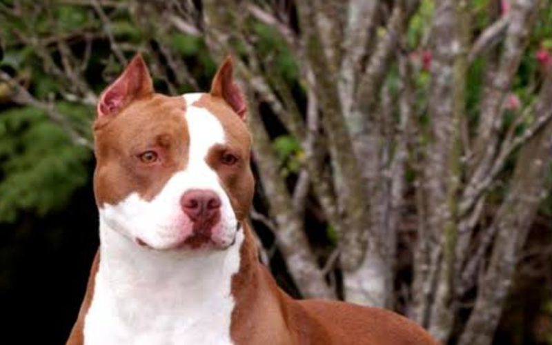 Pitbull ataca e mata bebê em Goiânia