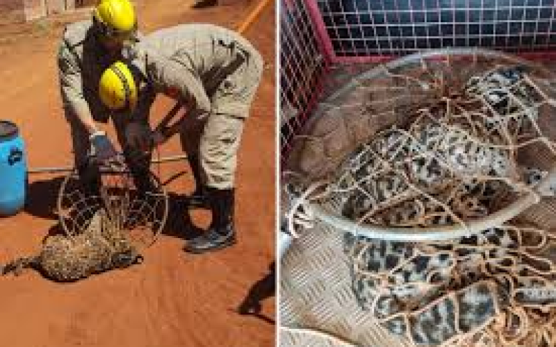 Jaguatirica é encontrada no quintal de casa em Goianira